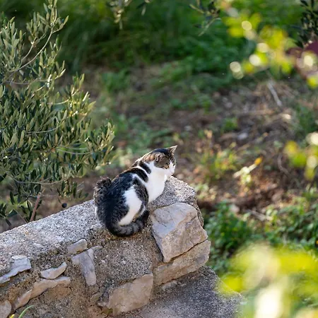 Lavanda Šibenik
